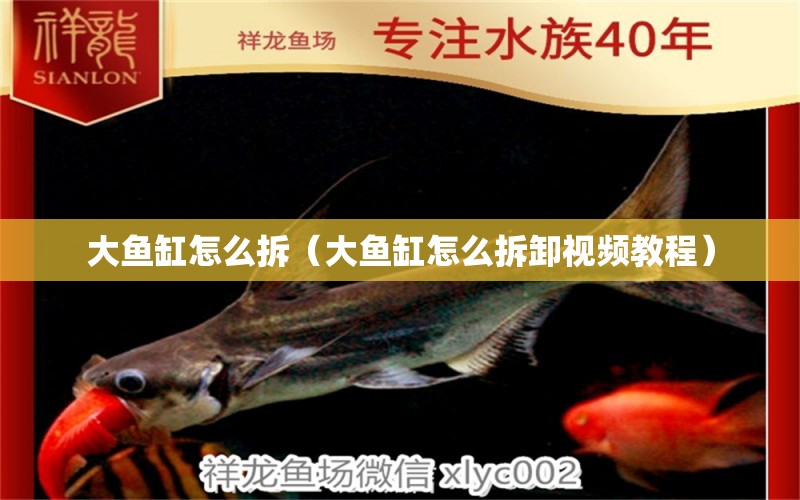 大魚缸怎么拆（大魚缸怎么拆卸視頻教程） 野彩魚