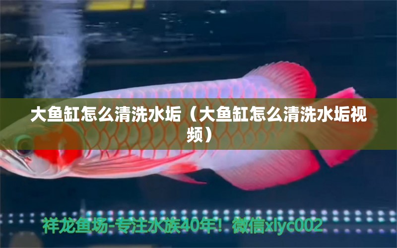 大魚缸怎么清洗水垢（大魚缸怎么清洗水垢視頻） 白子銀龍苗（黃化銀龍苗）