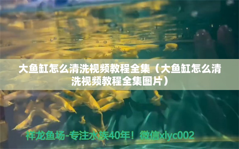 大魚缸怎么清洗視頻教程全集（大魚缸怎么清洗視頻教程全集圖片）