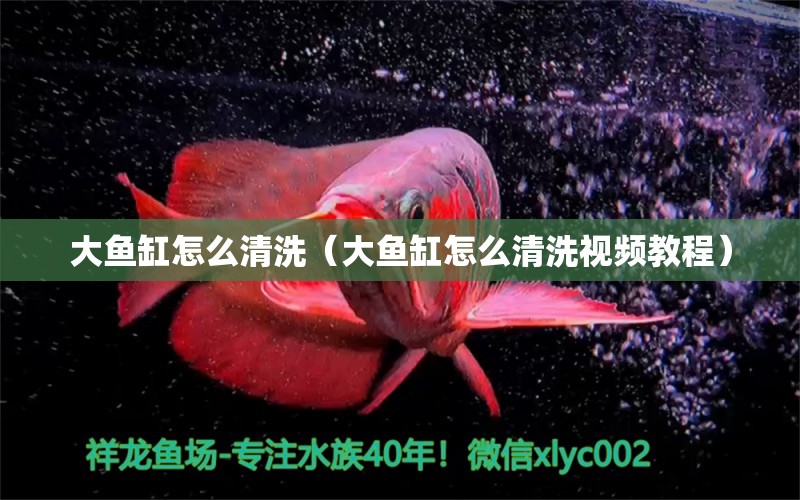 大魚缸怎么清洗（大魚缸怎么清洗視頻教程）