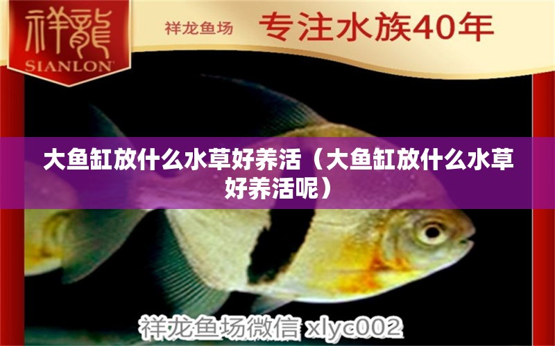 大魚(yú)缸放什么水草好養(yǎng)活（大魚(yú)缸放什么水草好養(yǎng)活呢）