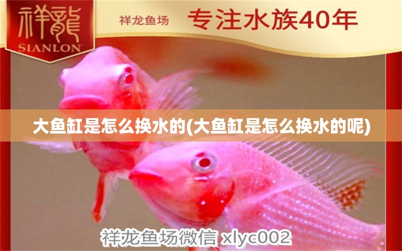 大魚缸是怎么換水的(大魚缸是怎么換水的呢) 印尼小紅龍