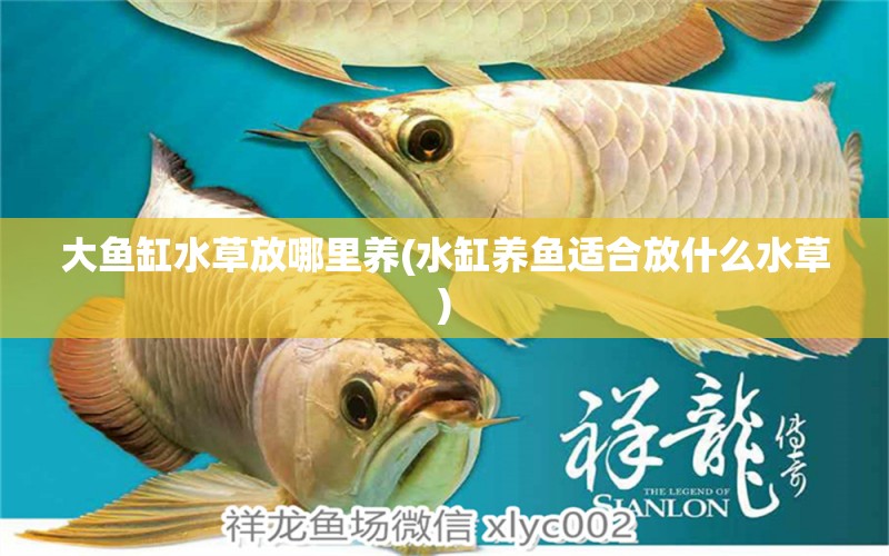 大魚缸水草放哪里養(yǎng)(水缸養(yǎng)魚適合放什么水草) 水草