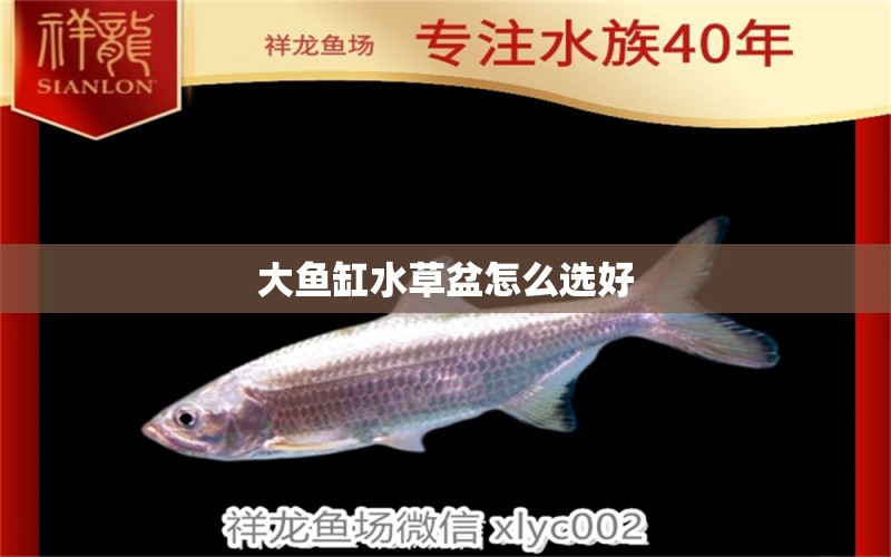 大魚缸水草盆怎么選好