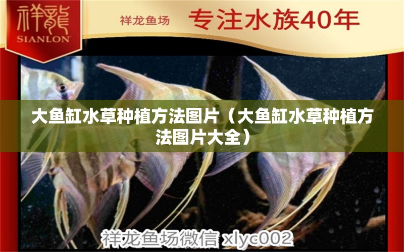 大魚缸水草種植方法圖片（大魚缸水草種植方法圖片大全）