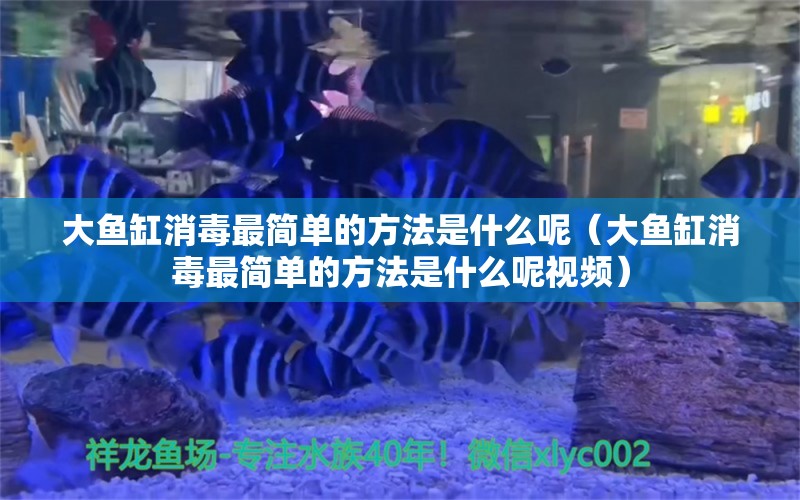 大魚缸消毒最簡單的方法是什么呢（大魚缸消毒最簡單的方法是什么呢視頻） 觀賞魚市場（混養(yǎng)魚）