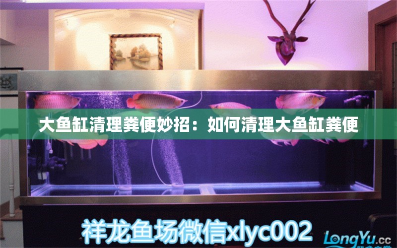 大魚缸清理糞便妙招：如何清理大魚缸糞便 魚缸百科 第2張