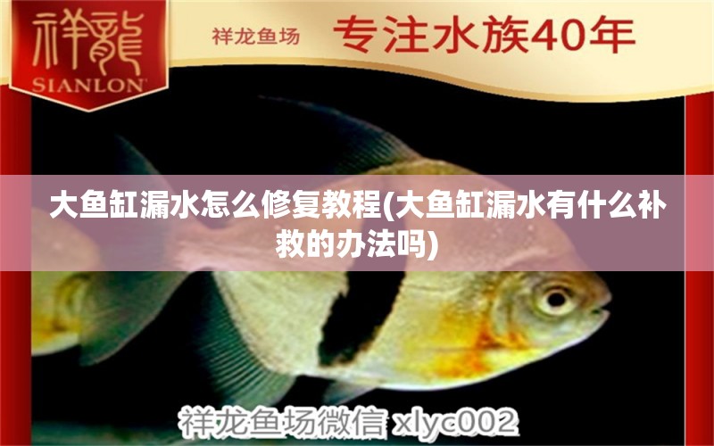 大魚缸漏水怎么修復(fù)教程(大魚缸漏水有什么補(bǔ)救的辦法嗎) 福魟魟魚