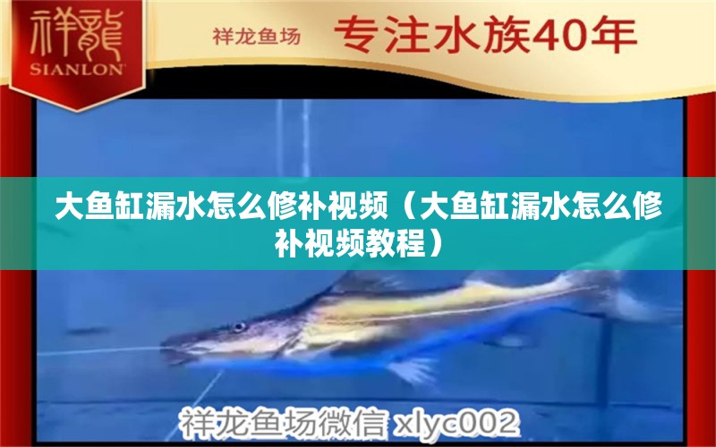 大魚缸漏水怎么修補視頻（大魚缸漏水怎么修補視頻教程）