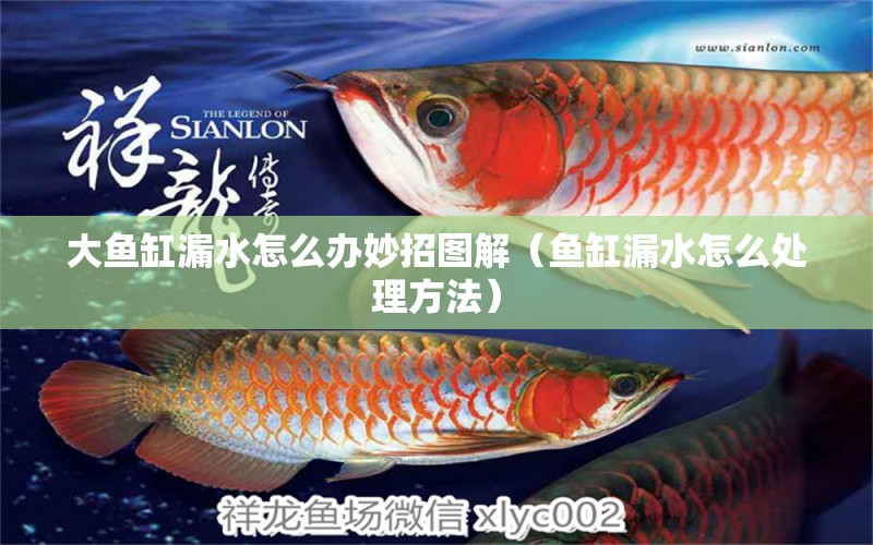 大魚缸漏水怎么辦妙招圖解（魚缸漏水怎么處理方法） 七彩神仙魚