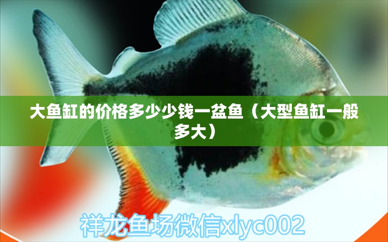 大魚缸的價格多少少錢一盆魚（大型魚缸一般多大） 孵化器