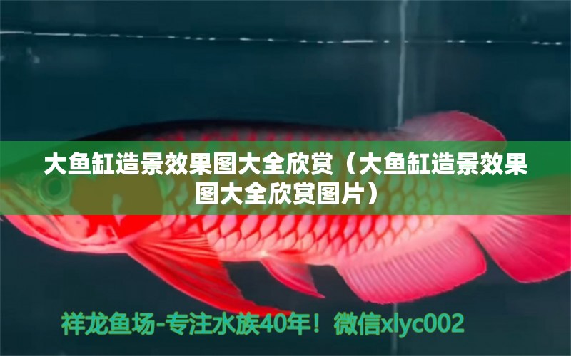 大魚缸造景效果圖大全欣賞（大魚缸造景效果圖大全欣賞圖片）