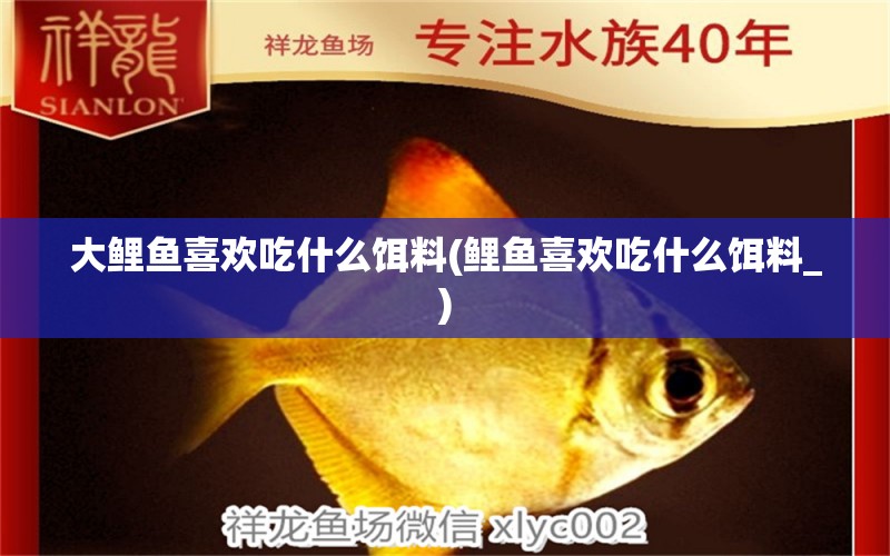 大鯉魚喜歡吃什么餌料(鯉魚喜歡吃什么餌料_) 祥龍傳奇品牌魚缸