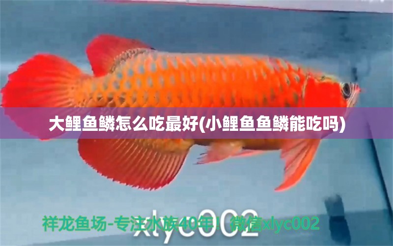 大鯉魚鱗怎么吃最好(小鯉魚魚鱗能吃嗎) 養(yǎng)魚知識