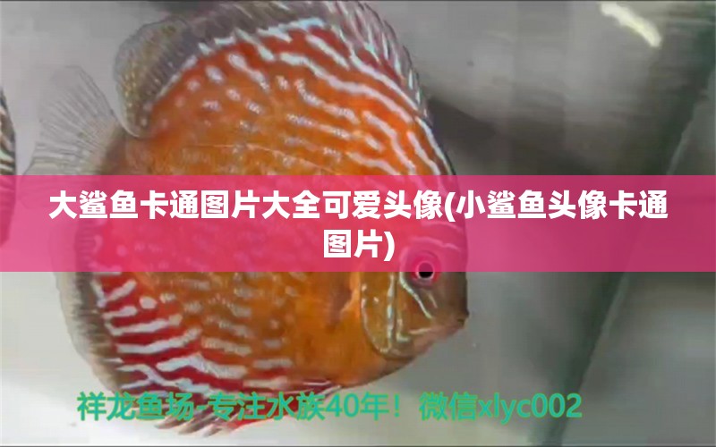 大鯊魚卡通圖片大全可愛頭像(小鯊魚頭像卡通圖片) 埃及神仙魚