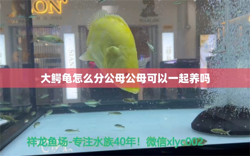 大鱷龜怎么分公母公母可以一起養(yǎng)嗎 黃金斑馬魚(yú) 第2張