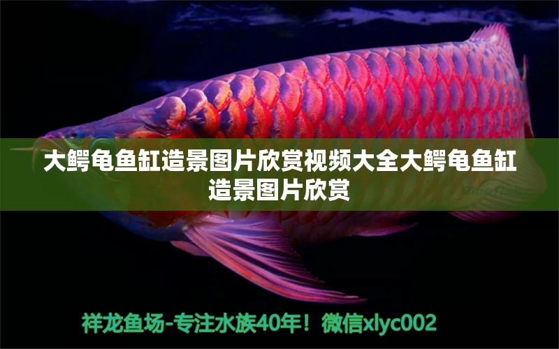 大鱷龜魚缸造景圖片欣賞視頻大全大鱷龜魚缸造景圖片欣賞 烏龜