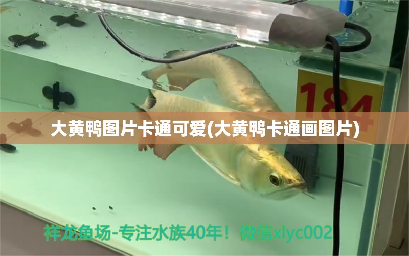 大黃鴨圖片卡通可愛(大黃鴨卡通畫圖片) 純血皇冠黑白魟魚