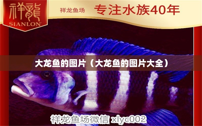 大龍魚的圖片（大龍魚的圖片大全）