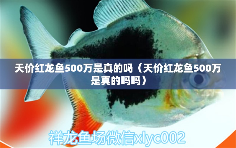 天價(jià)紅龍魚(yú)500萬(wàn)是真的嗎（天價(jià)紅龍魚(yú)500萬(wàn)是真的嗎嗎）