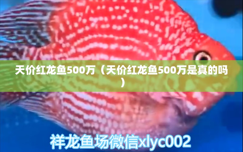 天價紅龍魚500萬（天價紅龍魚500萬是真的嗎） 印尼紅龍魚