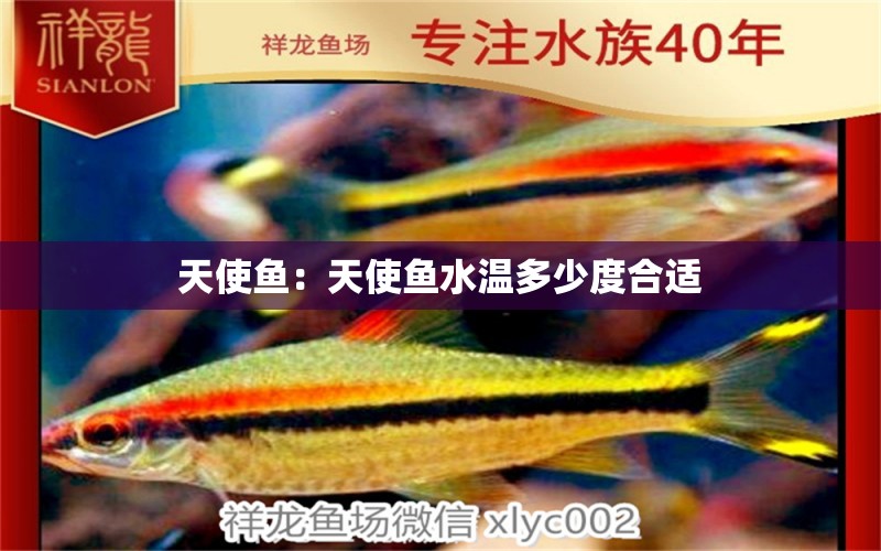 天使魚：天使魚水溫多少度合適