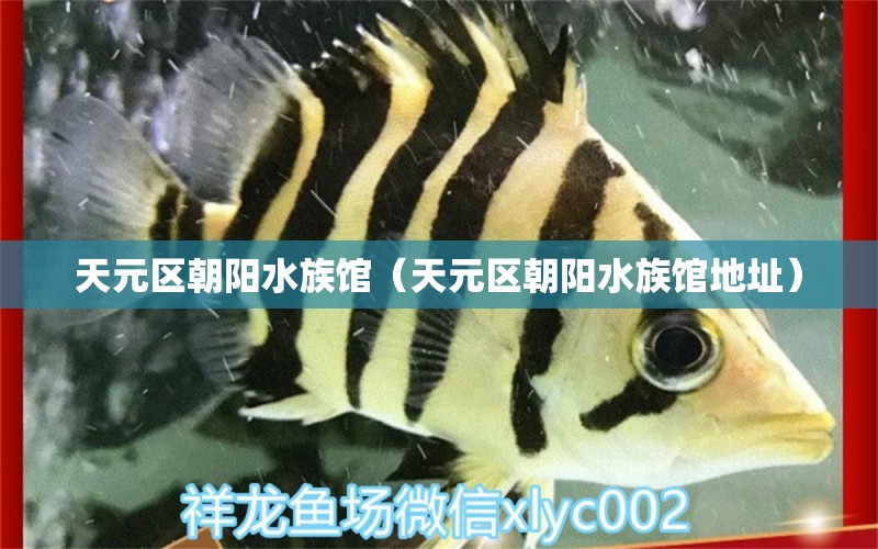 天元區(qū)朝陽水族館（天元區(qū)朝陽水族館地址） 全國(guó)水族館企業(yè)名錄