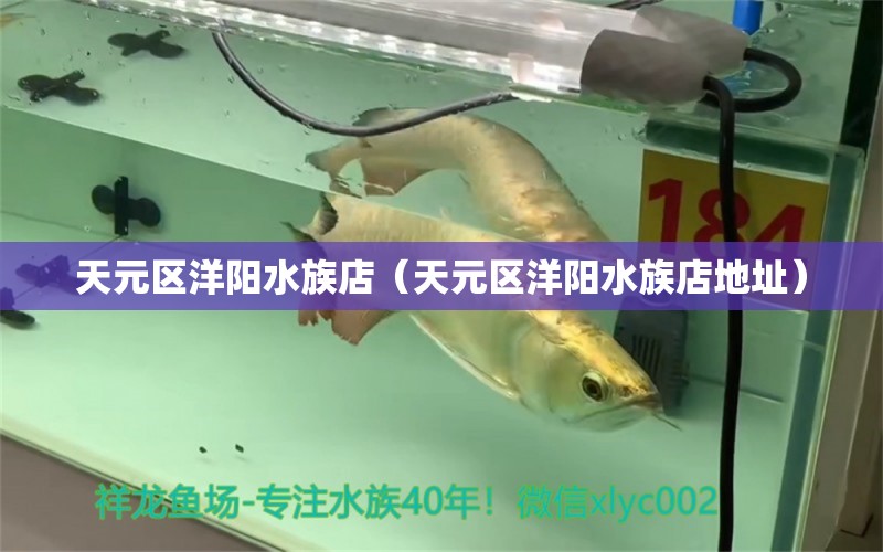 天元區(qū)洋陽水族店（天元區(qū)洋陽水族店地址）