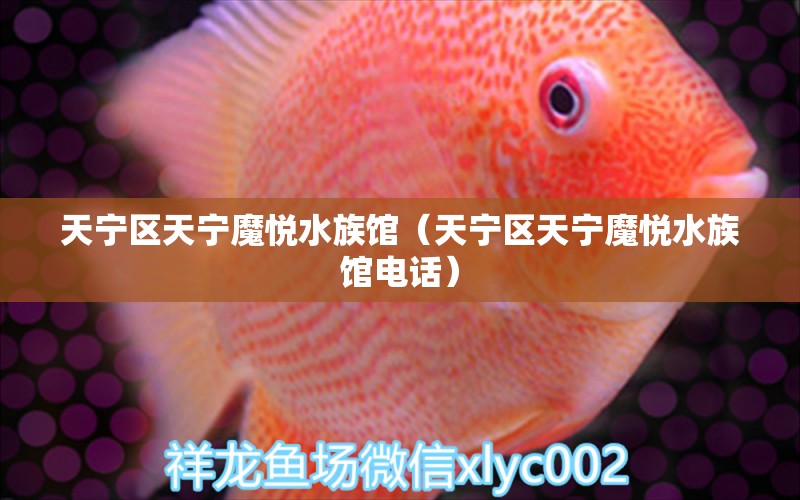 天寧區(qū)天寧魔悅水族館（天寧區(qū)天寧魔悅水族館電話） 全國(guó)水族館企業(yè)名錄