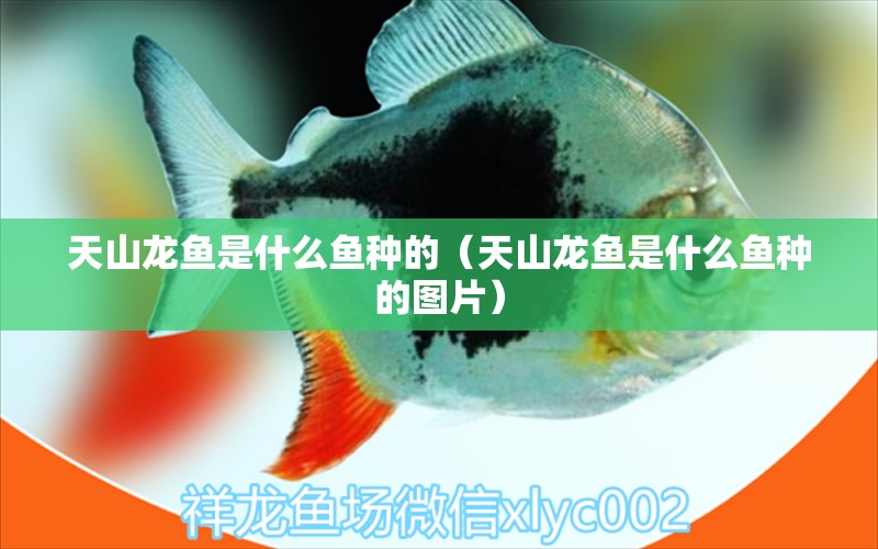 天山龍魚是什么魚種的（天山龍魚是什么魚種的圖片）