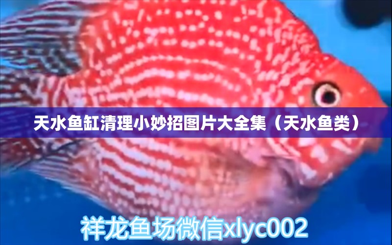 天水魚缸清理小妙招圖片大全集（天水魚類）