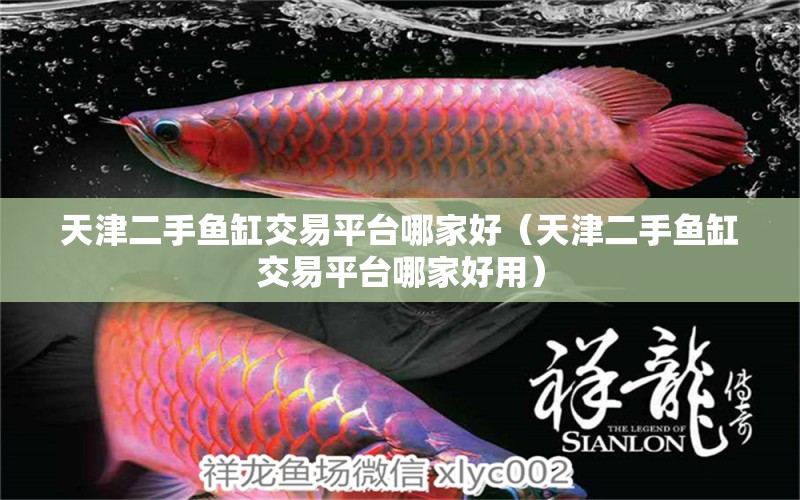 天津二手魚(yú)缸交易平臺(tái)哪家好（天津二手魚(yú)缸交易平臺(tái)哪家好用） 埃及神仙魚(yú)