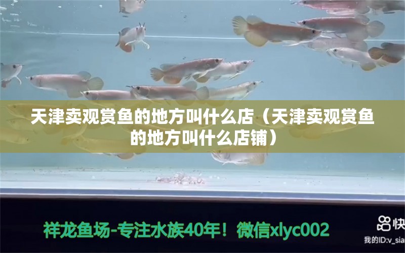 天津賣觀賞魚的地方叫什么店（天津賣觀賞魚的地方叫什么店鋪） 其它水族用具設(shè)備