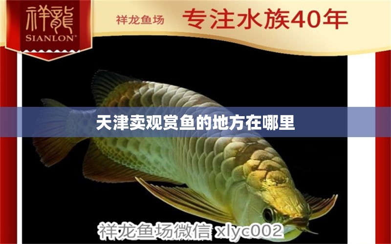 天津賣觀賞魚的地方在哪里