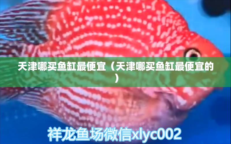 天津哪買魚缸最便宜（天津哪買魚缸最便宜的） 申古銀版魚