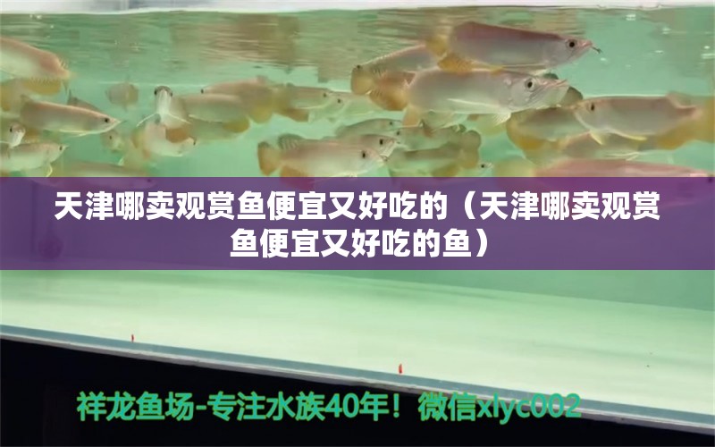 天津哪賣觀賞魚便宜又好吃的（天津哪賣觀賞魚便宜又好吃的魚） 觀賞魚市場（混養(yǎng)魚）