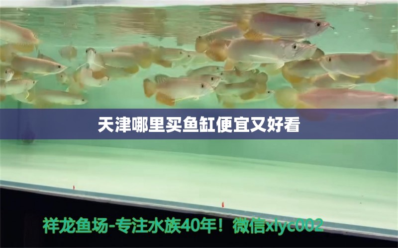 天津哪里買魚缸便宜又好看