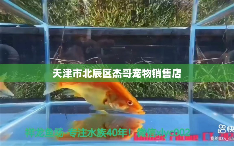 天津市北辰區(qū)杰哥寵物銷售店 全國水族館企業(yè)名錄