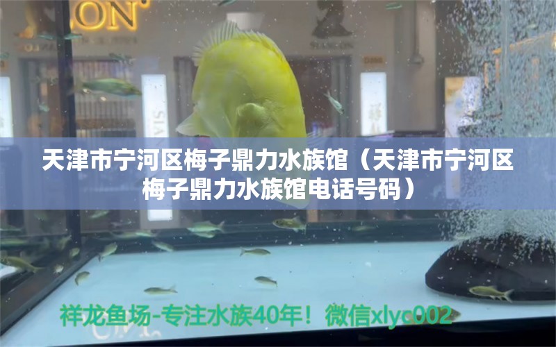 天津市寧河區(qū)梅子鼎力水族館（天津市寧河區(qū)梅子鼎力水族館電話號(hào)碼） 全國(guó)水族館企業(yè)名錄