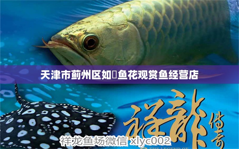 天津市薊州區(qū)如祎魚(yú)花觀賞魚(yú)經(jīng)營(yíng)店