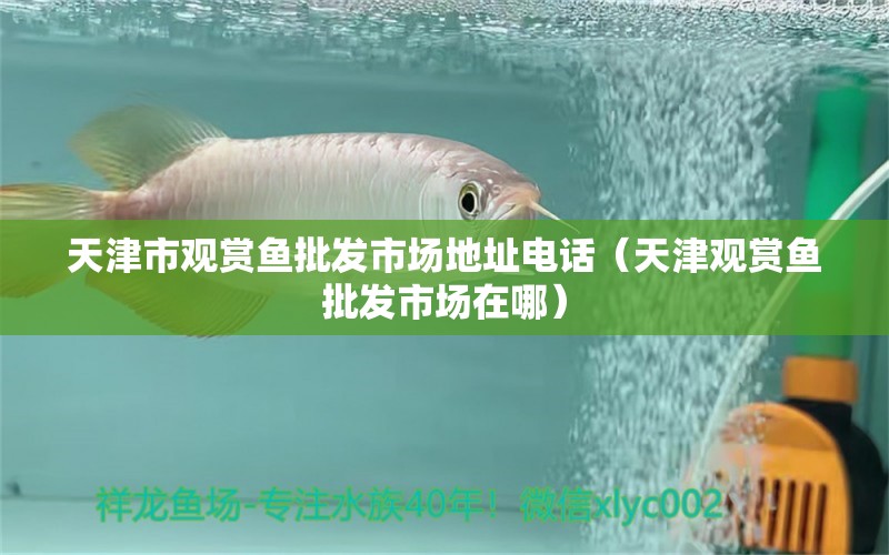 天津市觀賞魚(yú)批發(fā)市場(chǎng)地址電話（天津觀賞魚(yú)批發(fā)市場(chǎng)在哪） 觀賞魚(yú)批發(fā)