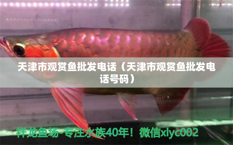 天津市觀賞魚批發(fā)電話（天津市觀賞魚批發(fā)電話號碼）