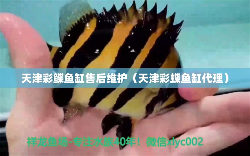 天津彩鰈魚(yú)缸售后維護(hù)（天津彩蝶魚(yú)缸代理）