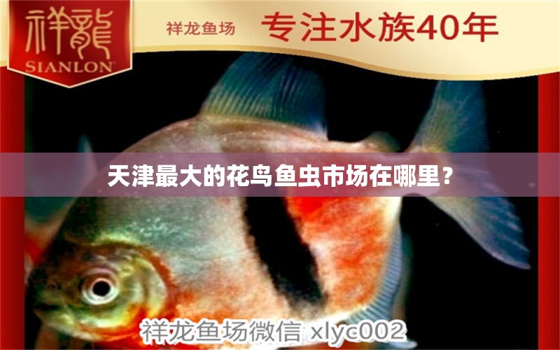 天津最大的花鳥(niǎo)魚(yú)蟲(chóng)市場(chǎng)在哪里？ 觀賞魚(yú)