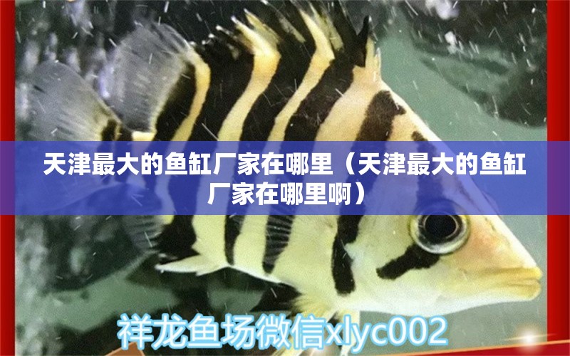 天津最大的魚缸廠家在哪里（天津最大的魚缸廠家在哪里?。? title=