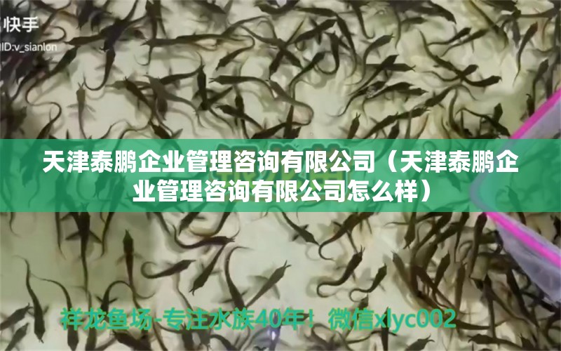 天津泰鵬企業(yè)管理咨詢有限公司（天津泰鵬企業(yè)管理咨詢有限公司怎么樣）