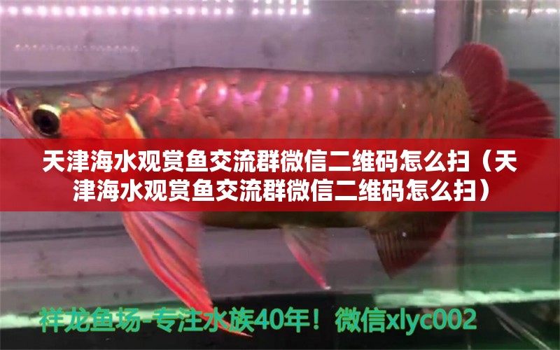 天津海水觀賞魚交流群微信二維碼怎么掃（天津海水觀賞魚交流群微信二維碼怎么掃） 創(chuàng)寧水族