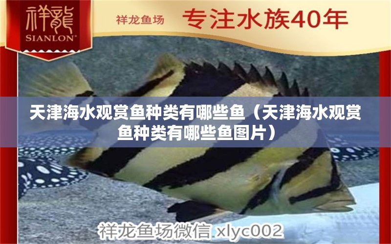 天津海水觀賞魚(yú)種類(lèi)有哪些魚(yú)（天津海水觀賞魚(yú)種類(lèi)有哪些魚(yú)圖片） 祥龍水族醫(yī)院