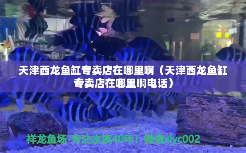 天津西龍魚缸專賣店在哪里?。ㄌ旖蛭鼾堲~缸專賣店在哪里啊電話）