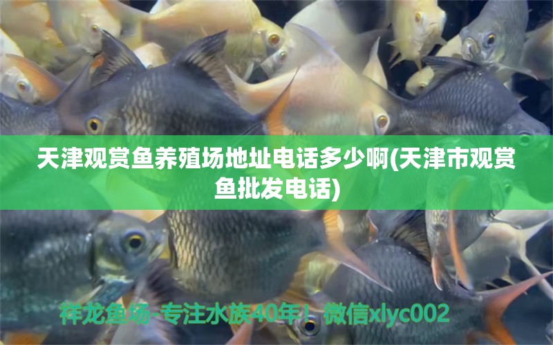 天津觀賞魚養(yǎng)殖場地址電話多少啊(天津市觀賞魚批發(fā)電話) 觀賞魚批發(fā)